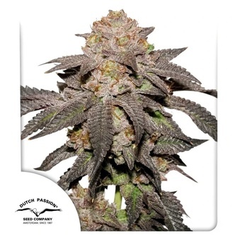 Kingston Punch (Dutch Passion) feminized