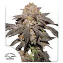 Kingston Punch (Dutch Passion) Feminized