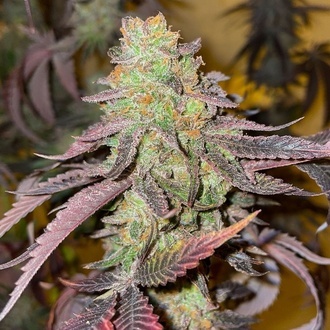 Kingston Punch (Dutch Passion) Feminized