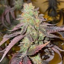 Kingston Punch (Dutch Passion) Feminized