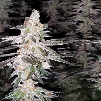 Kingston Punch (Dutch Passion) Feminized