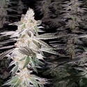 Kingston Punch (Dutch Passion) Feminized