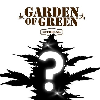 CBD Mystery Seed 1 (Garden of Green)