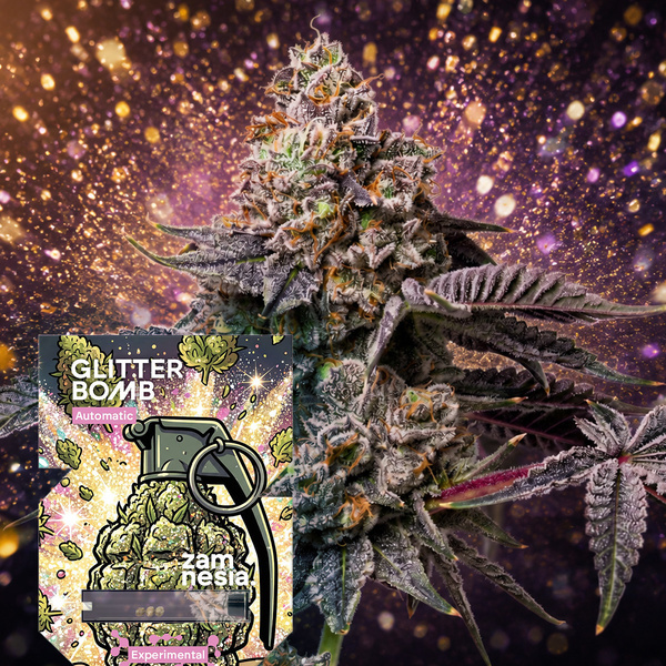 Glitter Bomb Autoflower (Zamnesia Seeds) Feminized