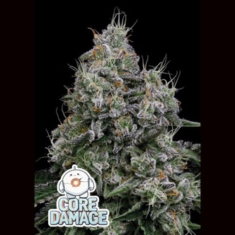 Core Damage (Anesia Seeds) Feminized