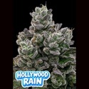 Hollywood Rain (Anesia Seeds) Feminized