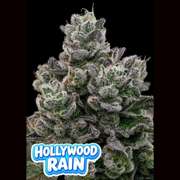 Hollywood Rain (Anesia Seeds) Feminized