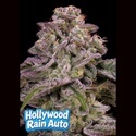 Hollywood Rain Auto (Anesia Seeds) Feminized