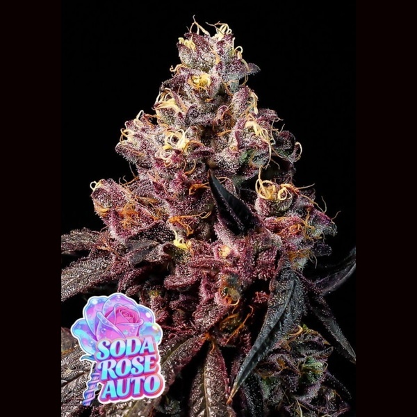 Soda Rose Auto (Anesia Seeds) Feminized
