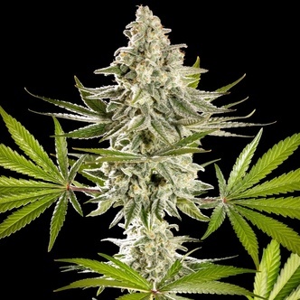 Melonade-K (Kannabia) Feminized