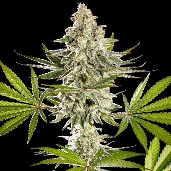 Melonade-K (Kannabia) Feminized
