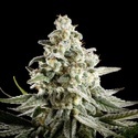 Melonade-K (Kannabia) Feminized