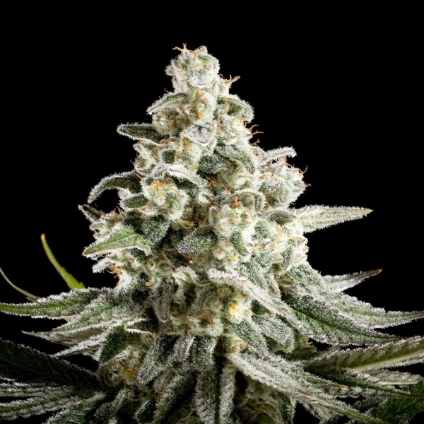 Melonade-K (Kannabia) Feminized