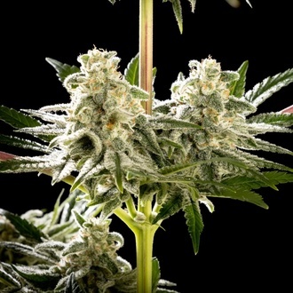 Melonade-K (Kannabia) Feminized