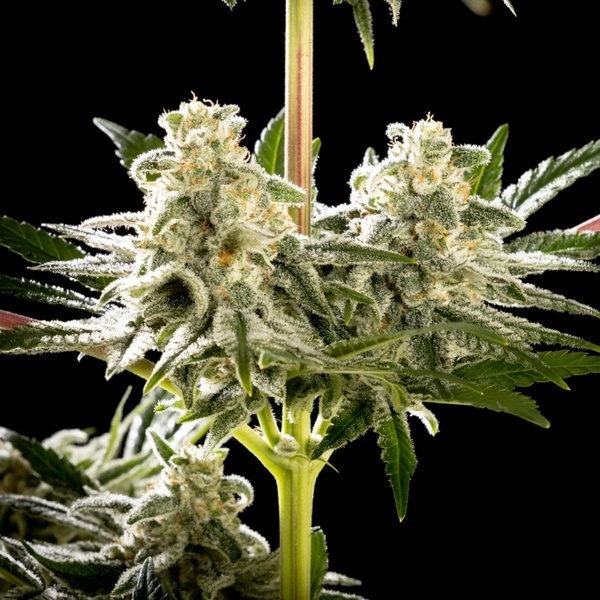 Melonade-K (Kannabia) Feminized
