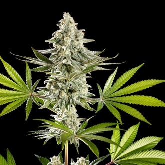 Melonade-K (Kannabia) Feminized
