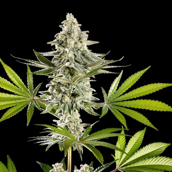 Melonade-K (Kannabia) Feminized
