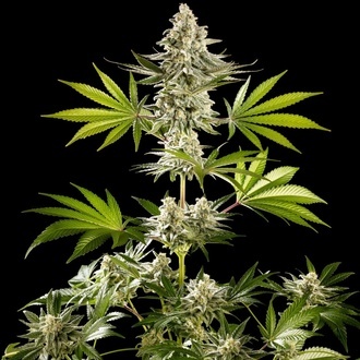 Melonade-K (Kannabia) Feminized