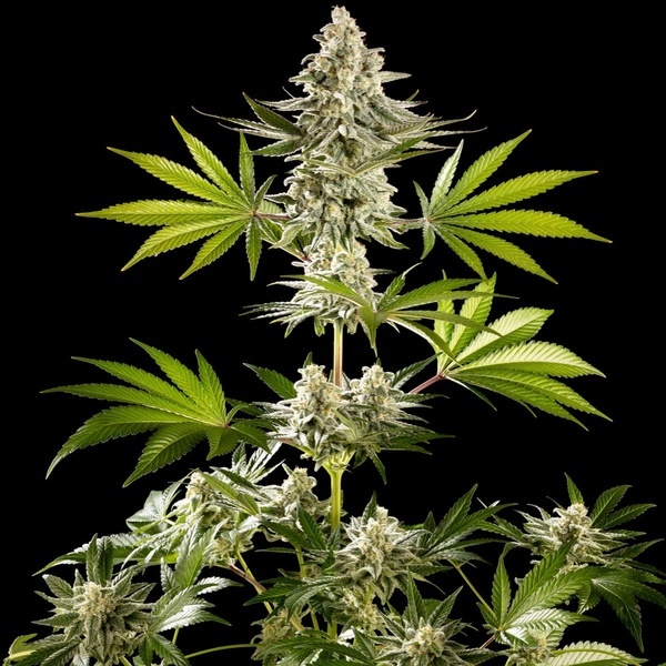 Melonade-K (Kannabia) Feminized