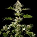 Melonade-K (Kannabia) Feminized