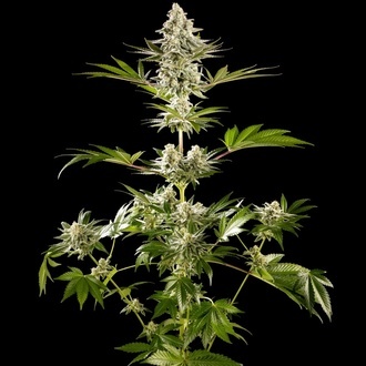 Melonade-K (Kannabia) Feminized