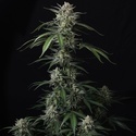 Banana Guava Auto (Fast Buds) Feminized