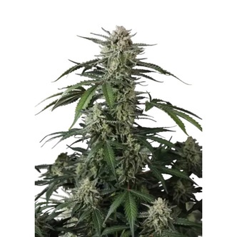 Banana Guava Auto (FastBuds) feminized
