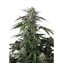 Banana Guava Auto (Fast Buds) Feminized