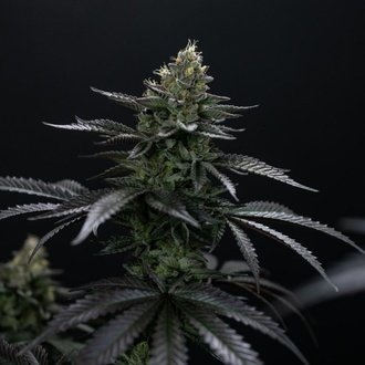 Biscotti Gelato (Fast Buds) Feminized