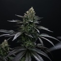 Biscotti Gelato (Fast Buds) Feminized