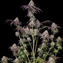 Biscotti Gelato (Fast Buds) Feminized