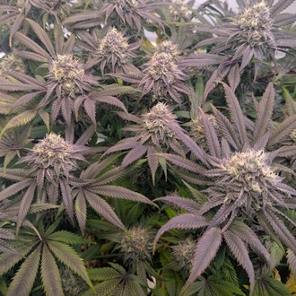 Biscotti Gelato (Fast Buds) Feminized