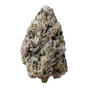 Biscotti Gelato (Fast Buds) Feminized