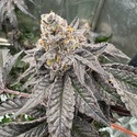 Gary Sherbet (Fast Buds) Feminized
