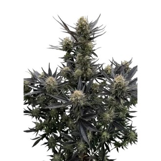 Guava Auto RF3 (Fast Buds) Feminized