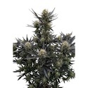 Guava Auto RF3 (Fast Buds) Feminized