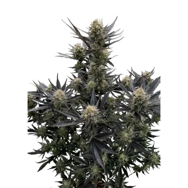Guava Auto RF3 (Fast Buds) Feminized