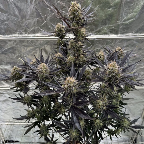 Guava Auto RF3 (Fast Buds) Feminized