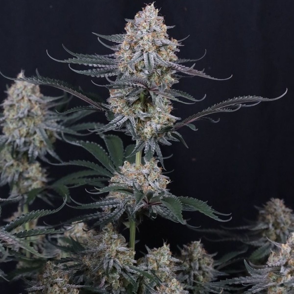 Guava Sundae Auto (Fast Buds) Feminized