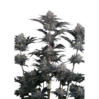 Mendo Frost Auto (FastBuds) feminized