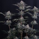 Mendo Frost Auto (Fast Buds) Feminized