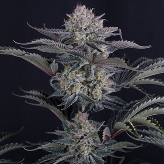 Mendo Frost Auto (Fast Buds) Feminized