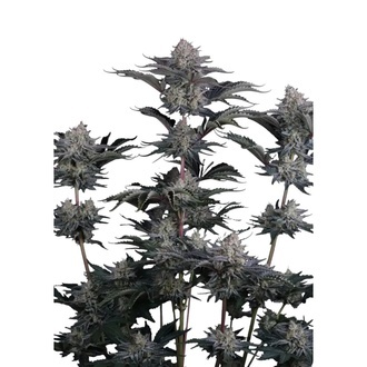 Mendo Guava Auto (Fast Buds) Feminized