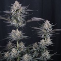 Mendo Guava Auto (Fast Buds) Feminized