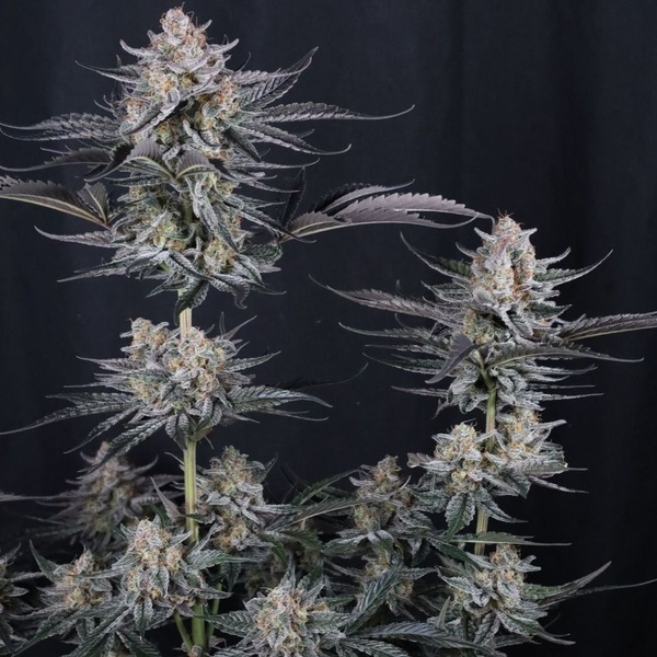 Mendo Guava Auto (Fast Buds) Feminized
