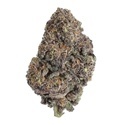 Papayton (Fast Buds) Feminized
