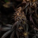 Papayton (Fast Buds) Feminized