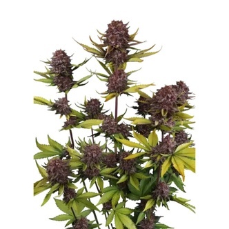 Purple Lemonade Auto RF3 (FastBuds) feminized
