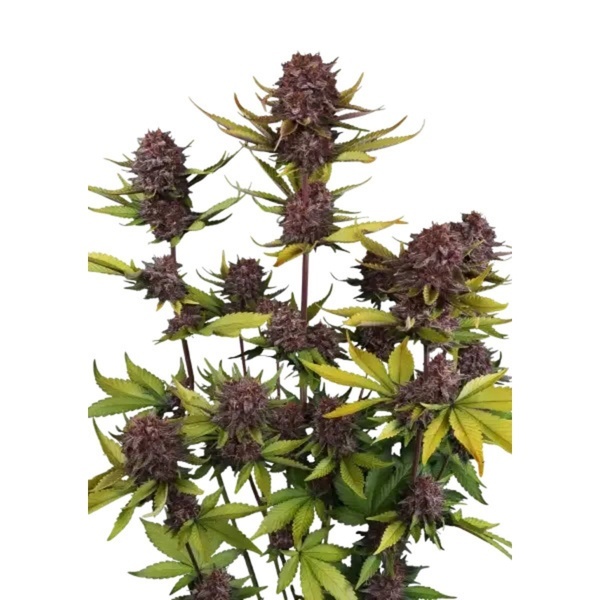 Purple Lemonade Auto RF3 (Fast Buds) Feminized