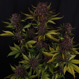 Purple Lemonade Auto RF3 (Fast Buds) Feminized